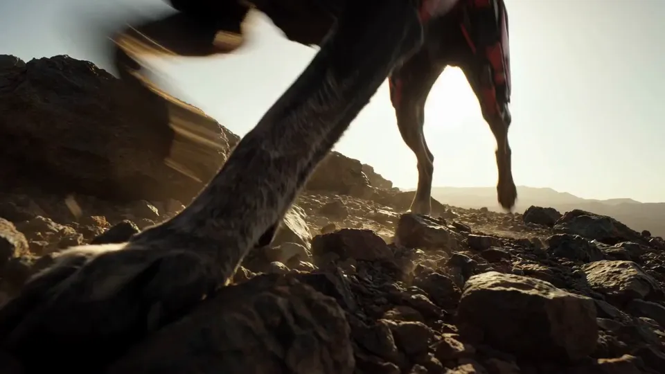 Low angle from the ground: a dog's leg stepping over rocks against a white sun